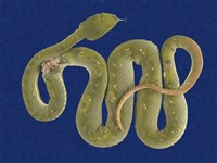 藏品(赤尾青竹絲)的圖片